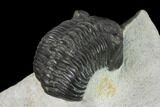 Morocconites Trilobite With Morocops - Ofaten, Morocco #137534-3